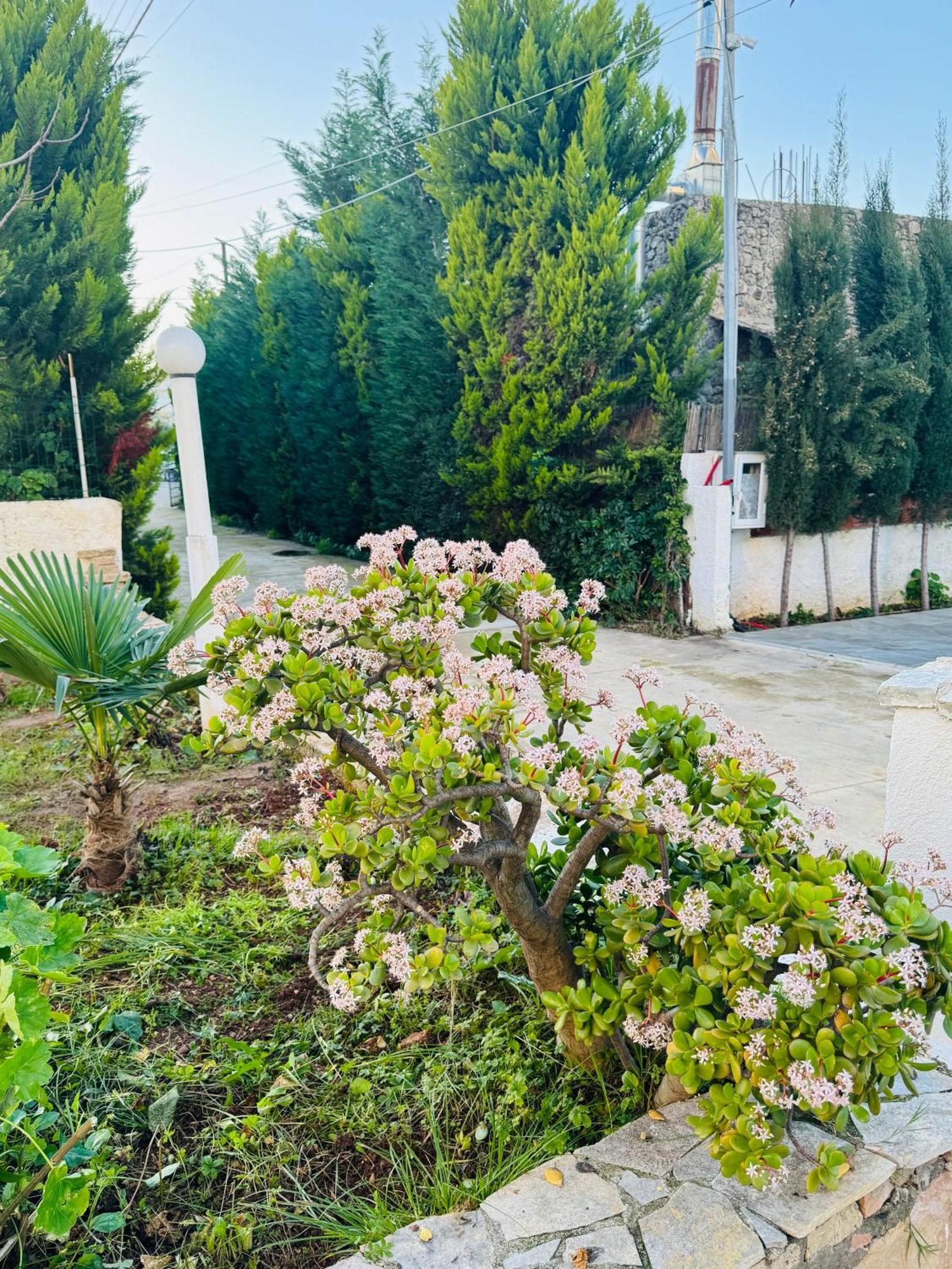 Central Garden Residence Sofia - Free Parking Ksamil Extérieur photo